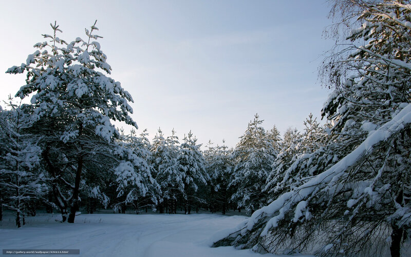 Snowy forest at dawn