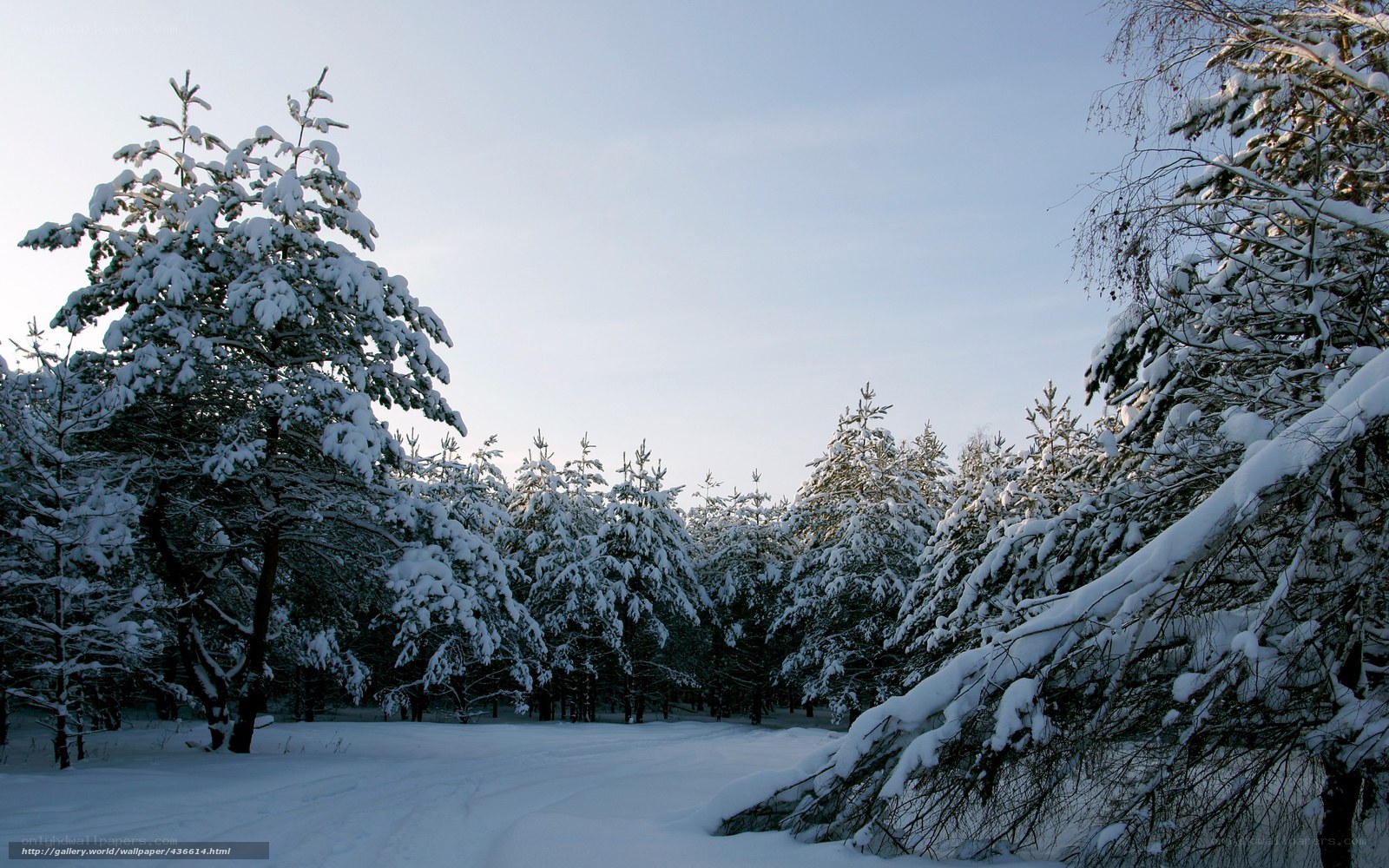 Snowy forest at dawn