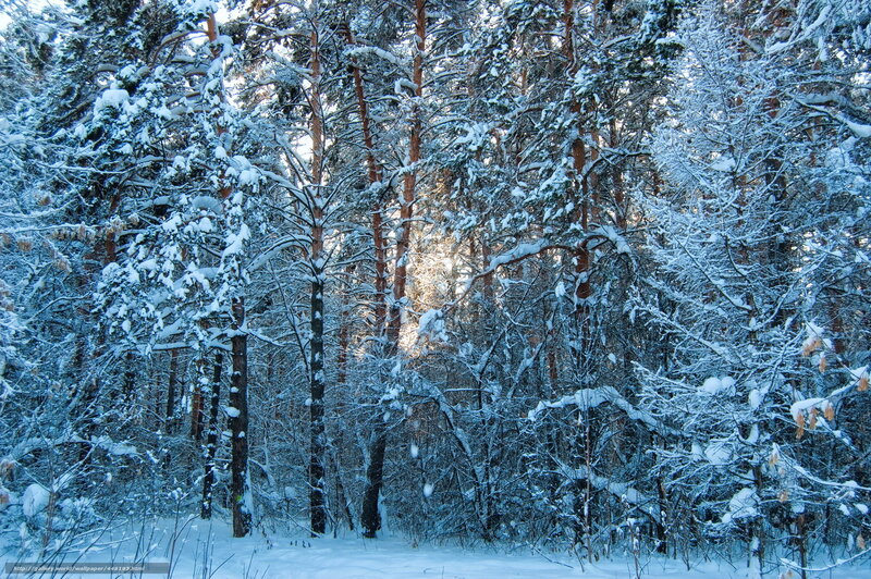 Snowy forest at dawn