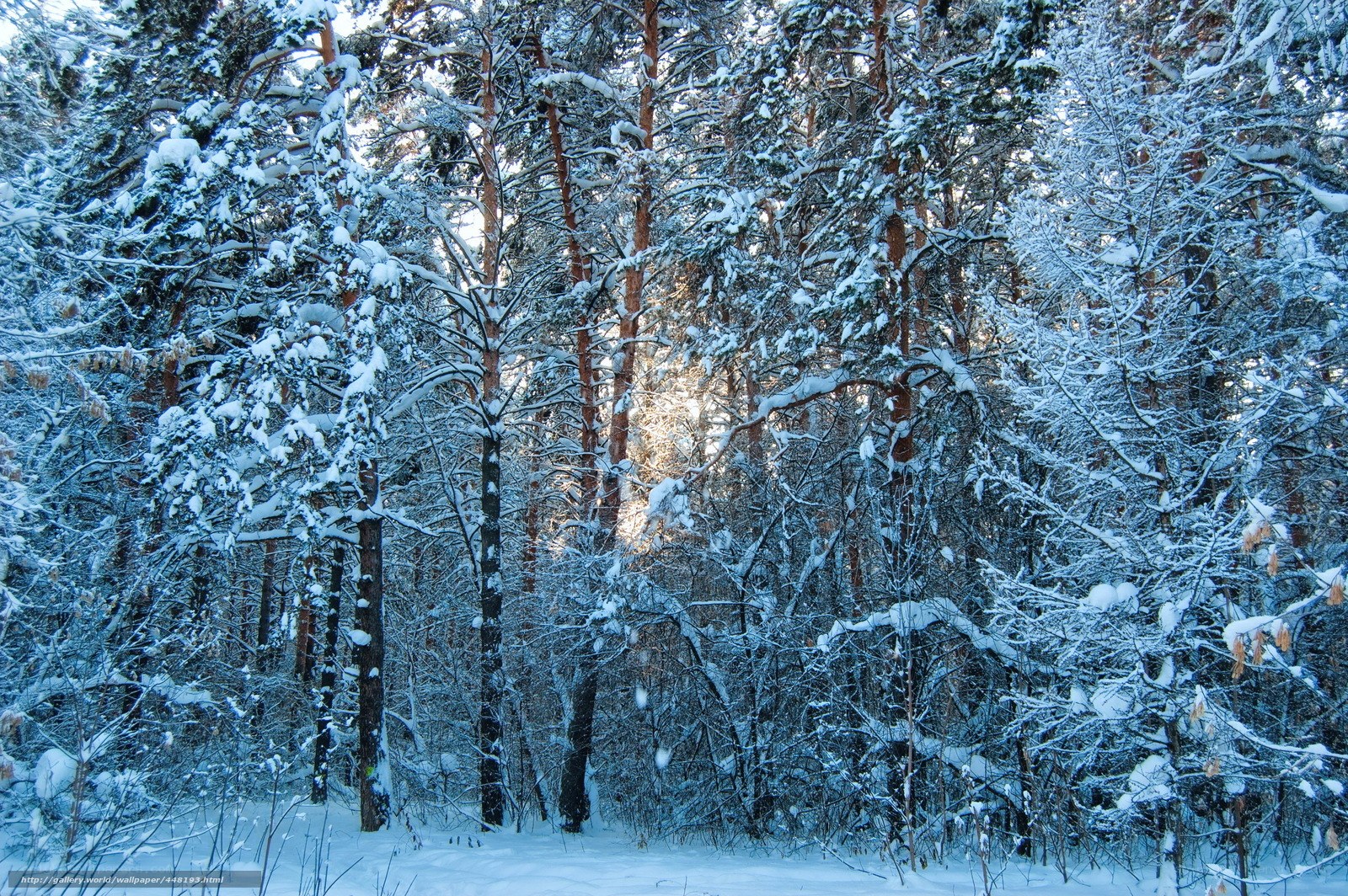Snowy forest at dawn