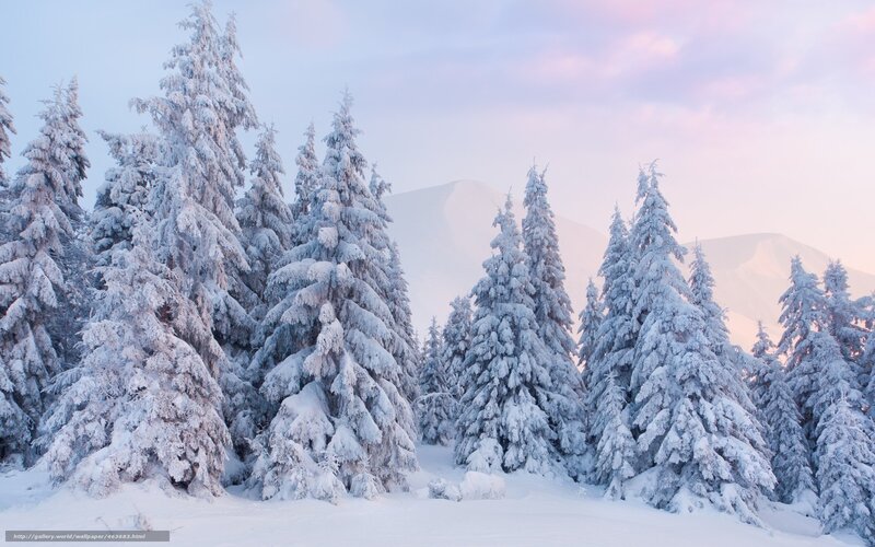 Snowy forest at dawn