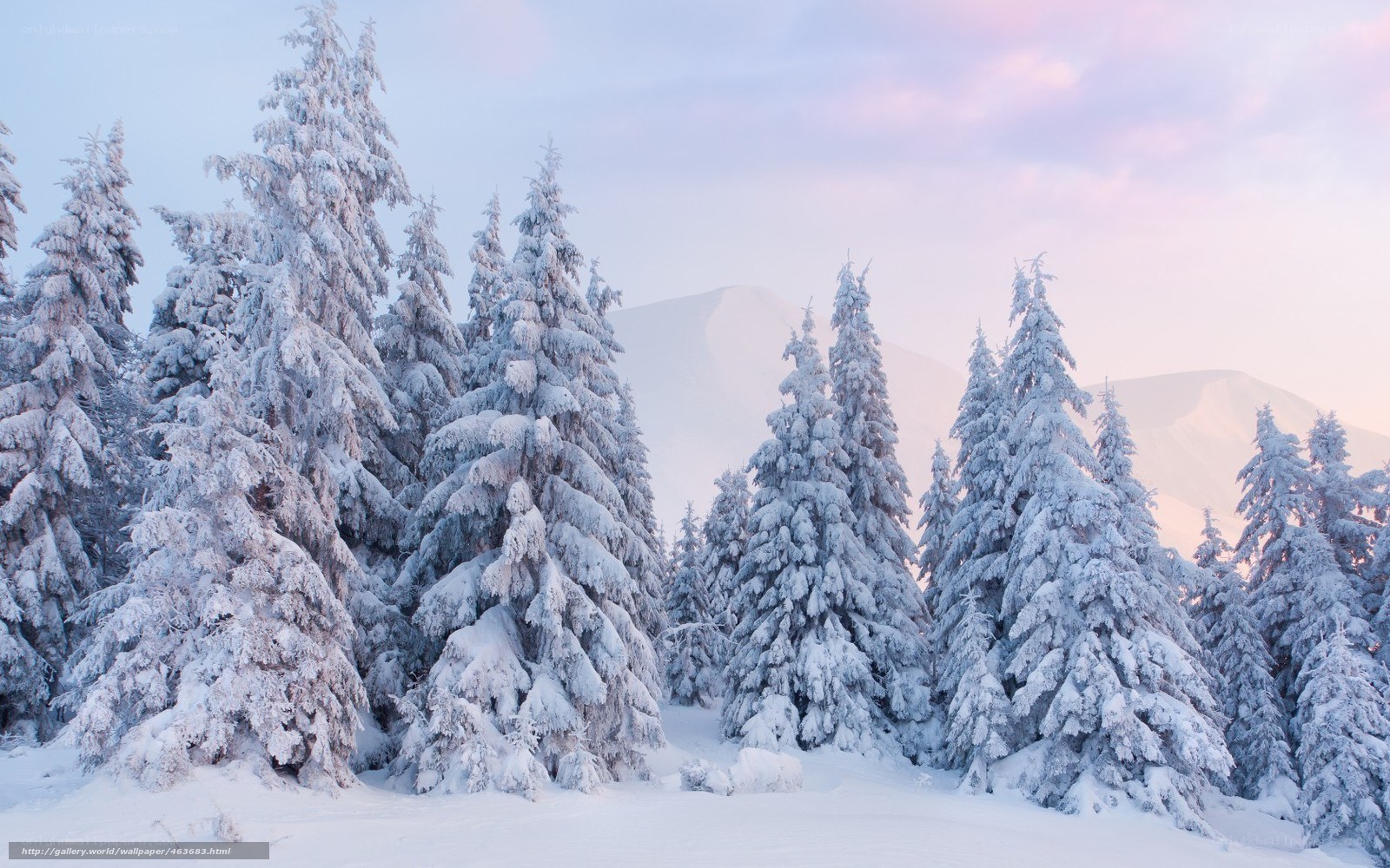 Snowy forest at dawn