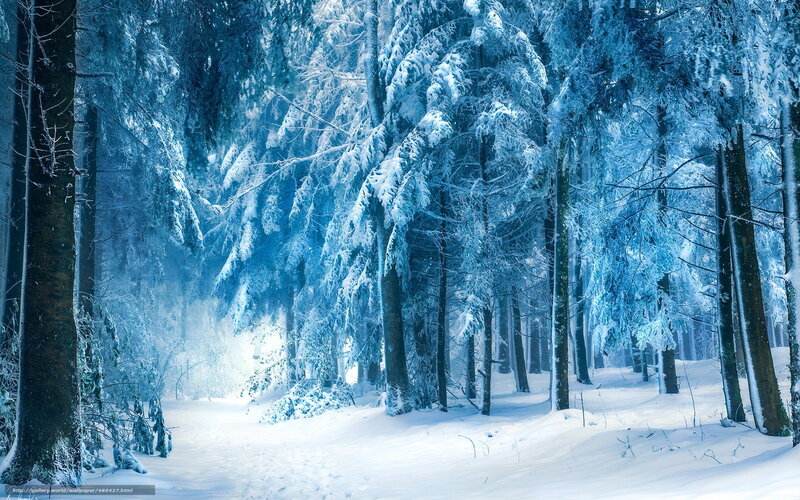 snowy forest at dawn