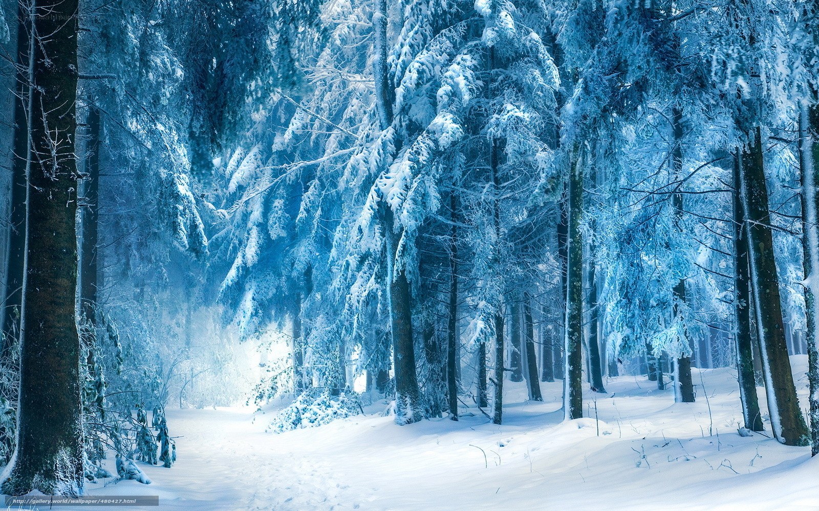 snowy forest at dawn