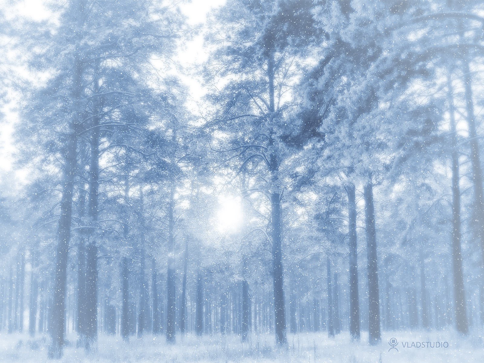 Snowy forest at dawn