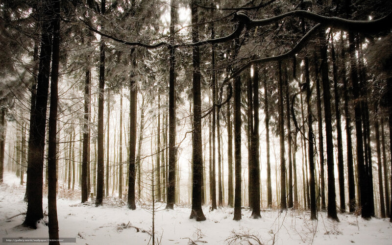 Snowy forest at dawn
