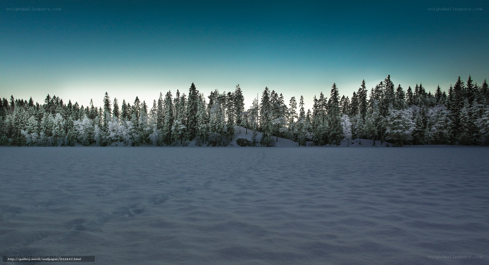 Snowy forest at dusk
