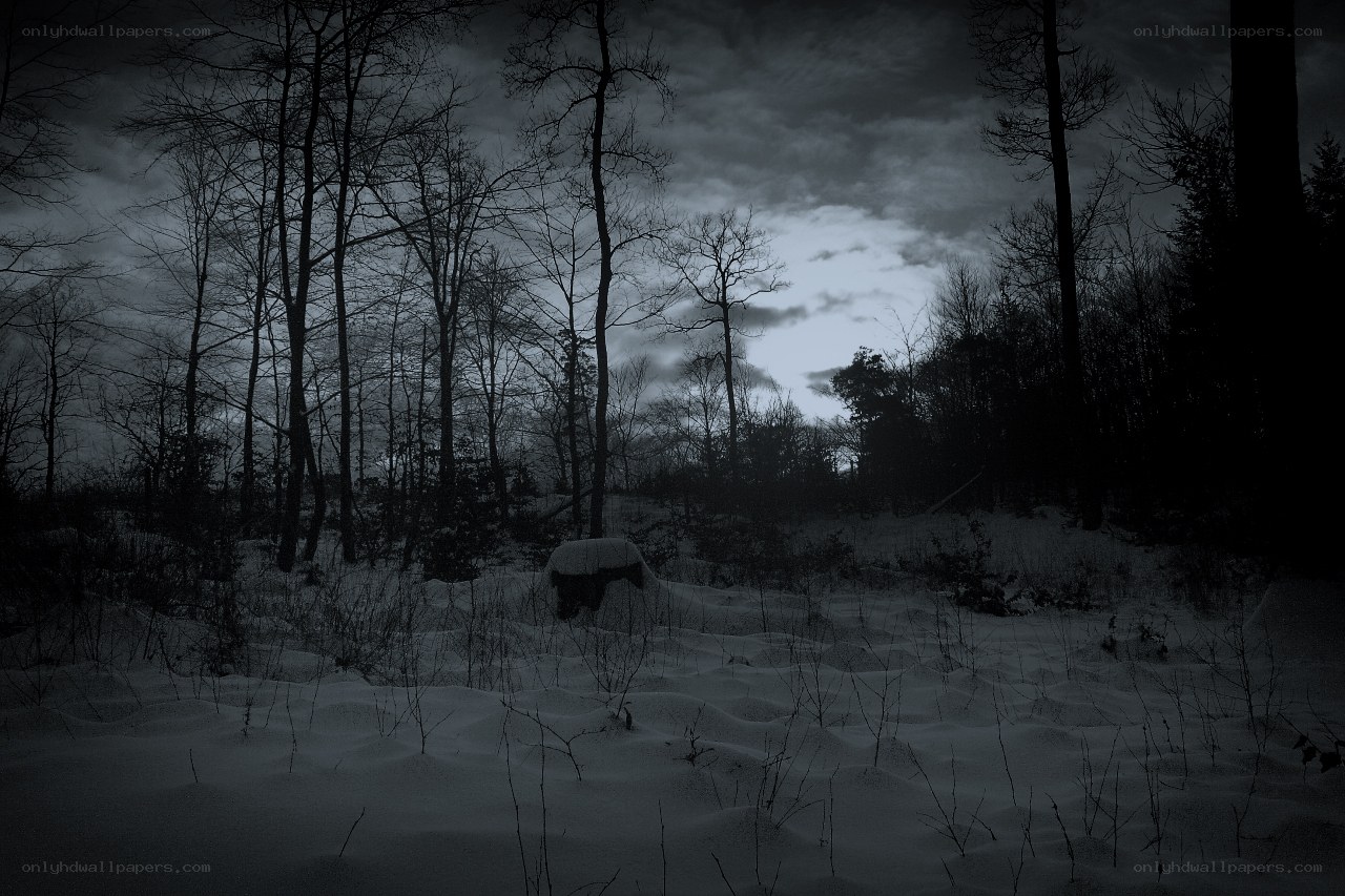 Snowy forest at dusk