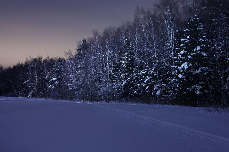 Snowy forest at dusk