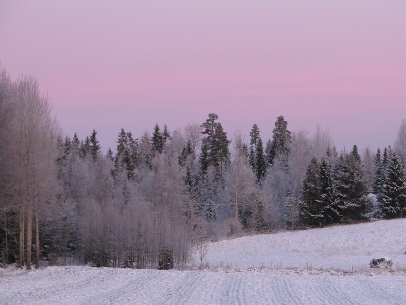Snowy forest at dusk