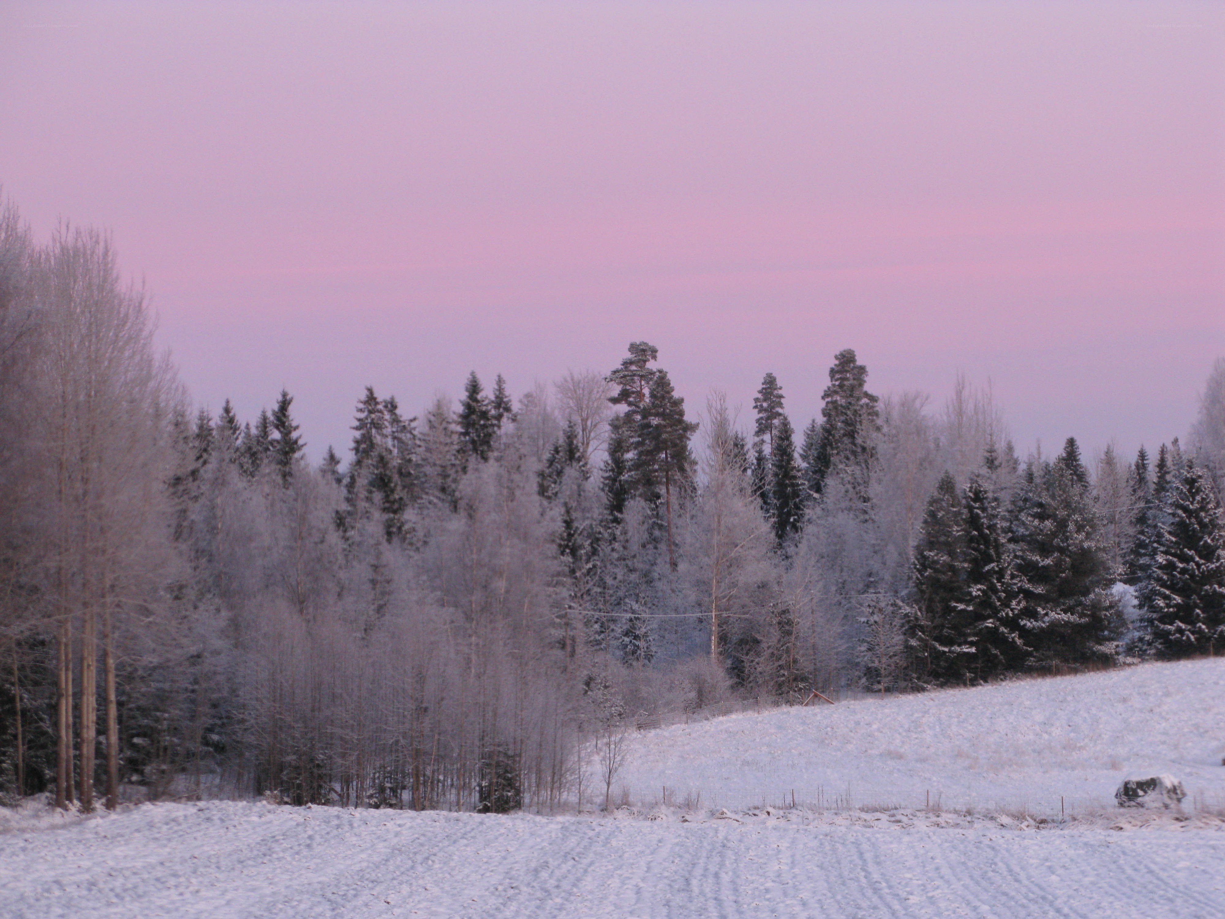 Snowy forest at dusk