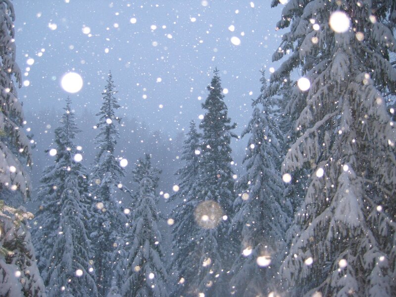 Snowy forest at dusk