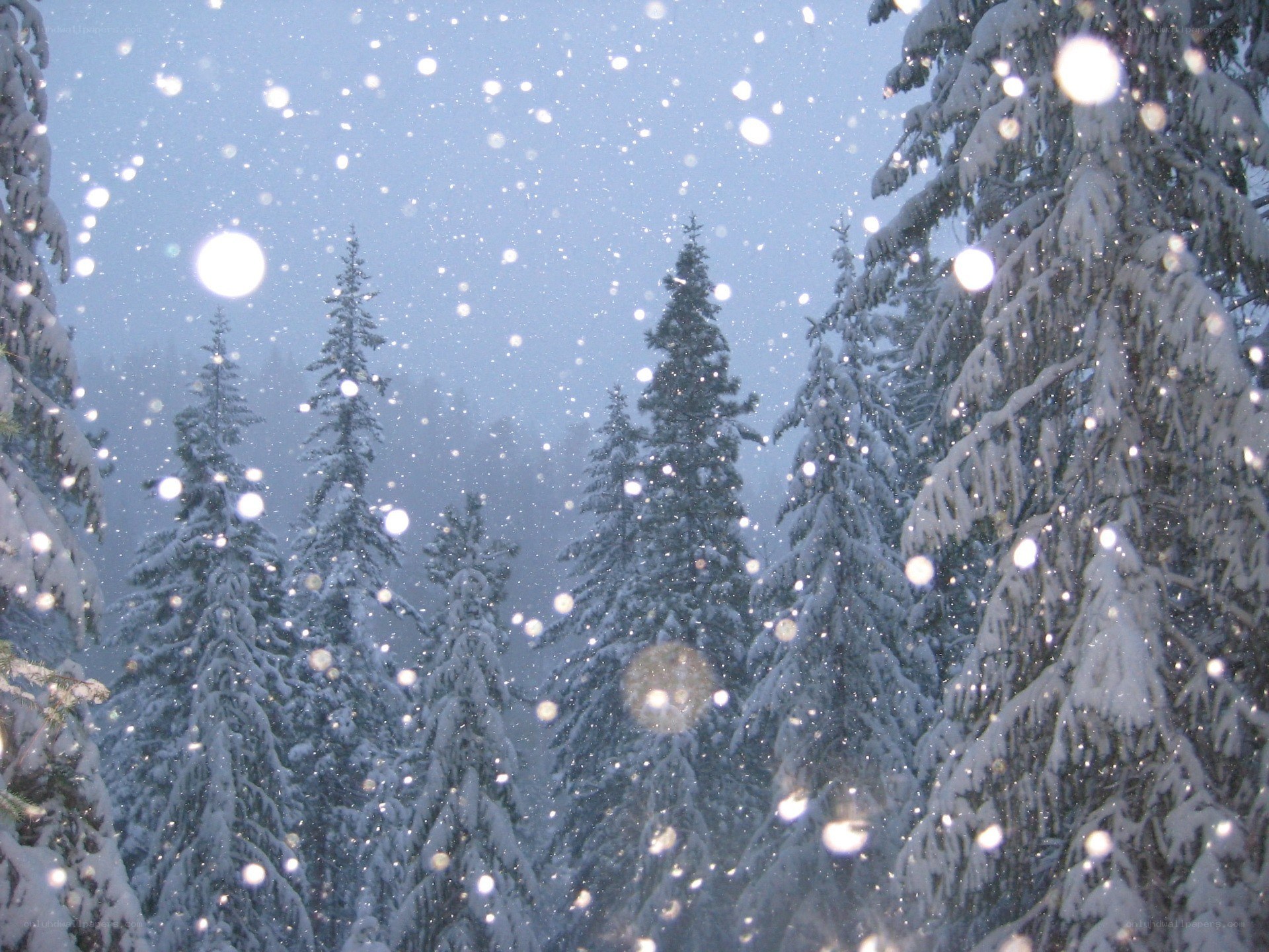 Snowy forest at dusk