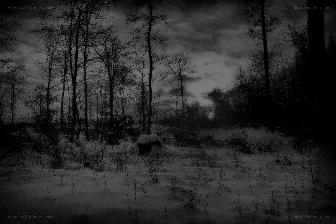 snowy forest at dusk