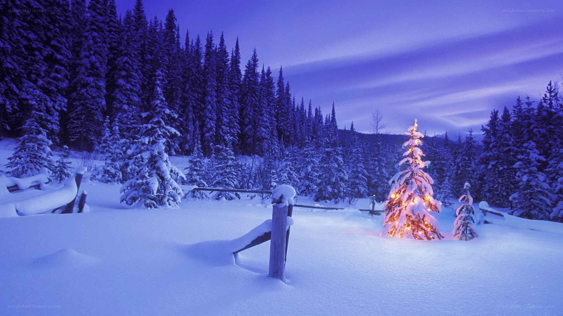 snowy forest at dusk
