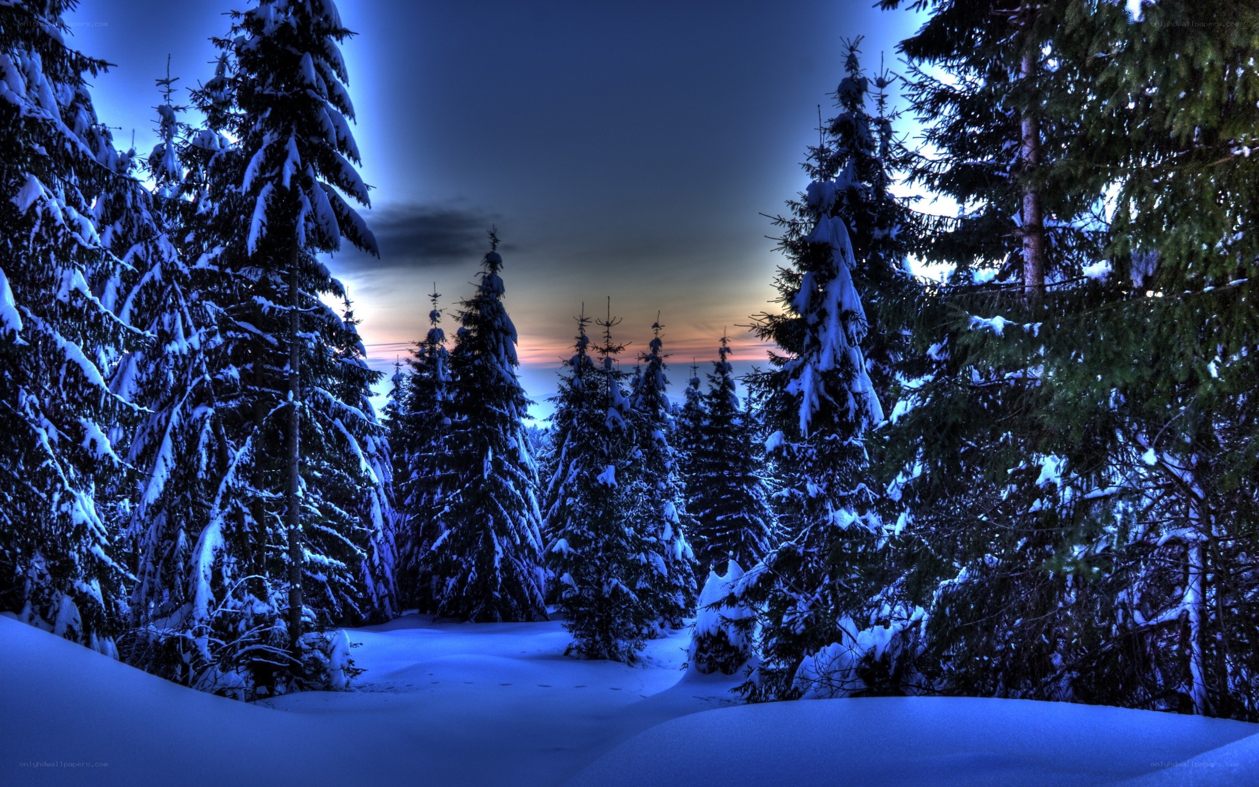 snowy forest at dusk