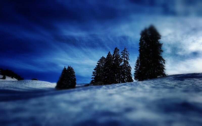 Snowy forest at dusk