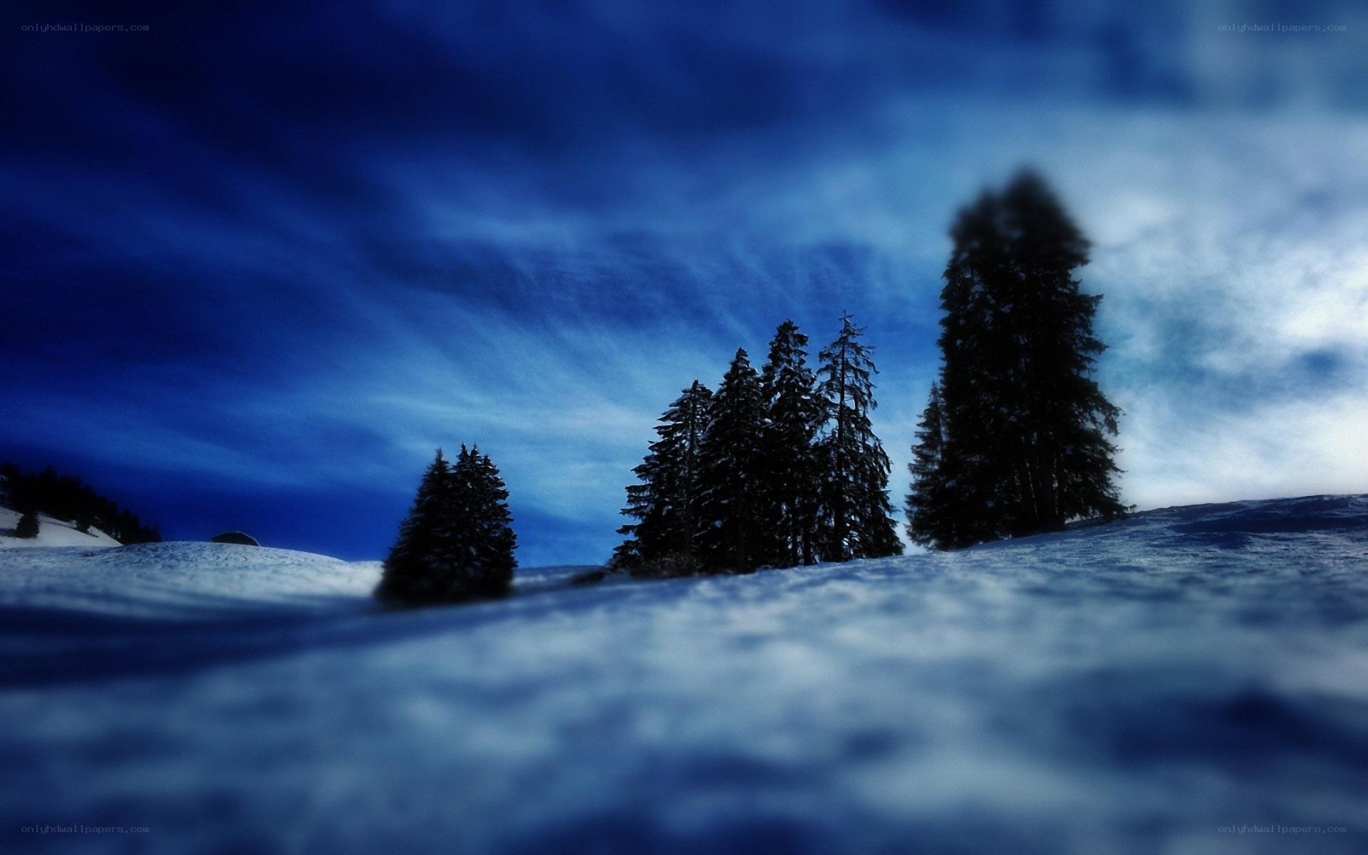 Snowy forest at dusk