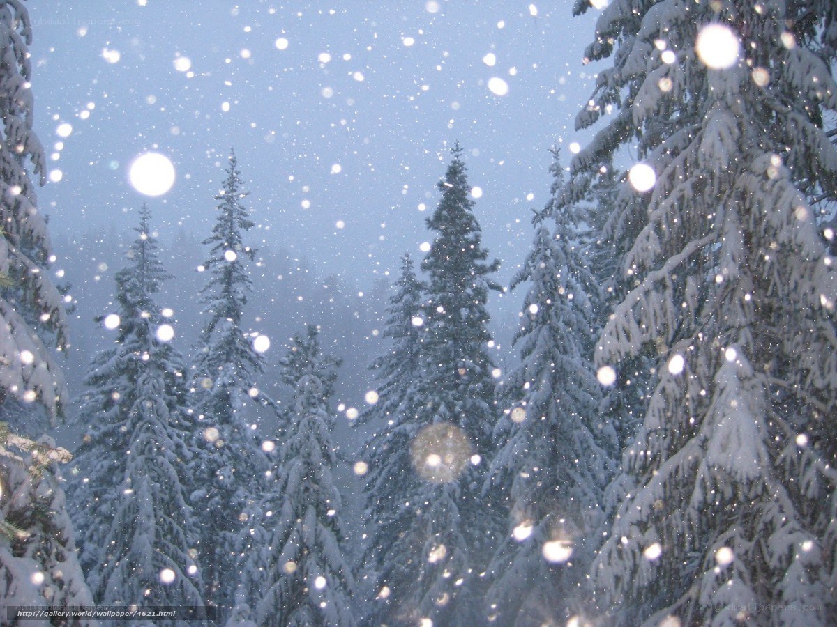 Snowy forest at dusk