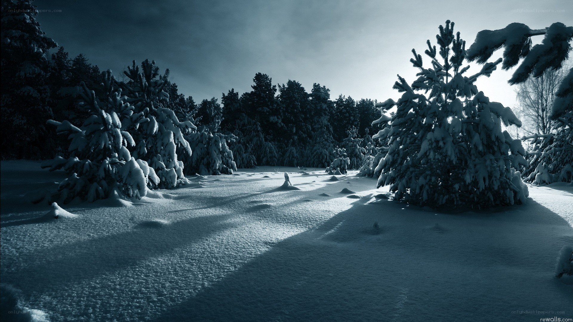 snowy forest at dusk