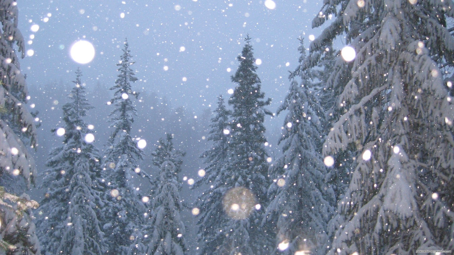 Snowy forest at dusk
