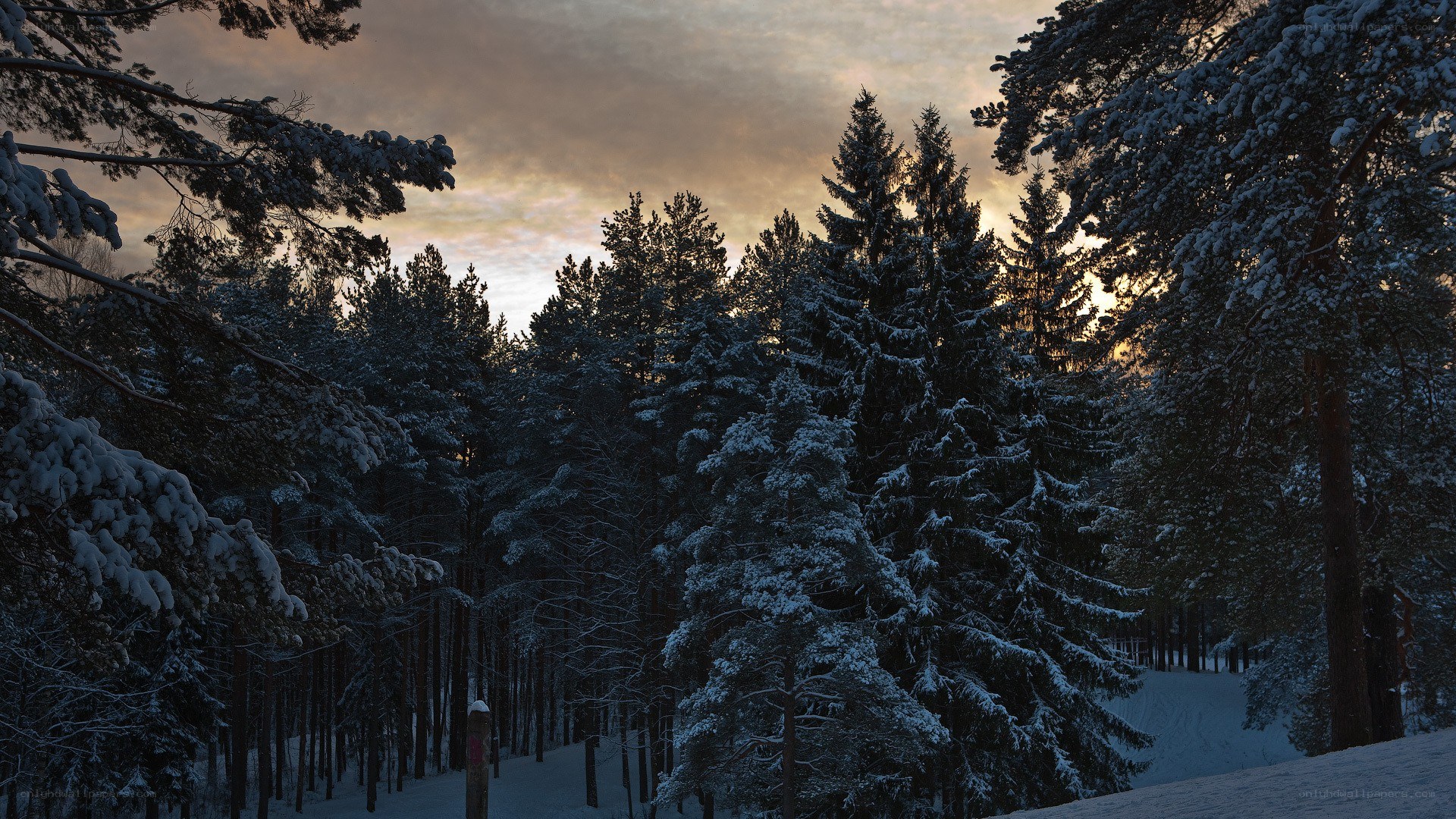 snowy forest at dusk