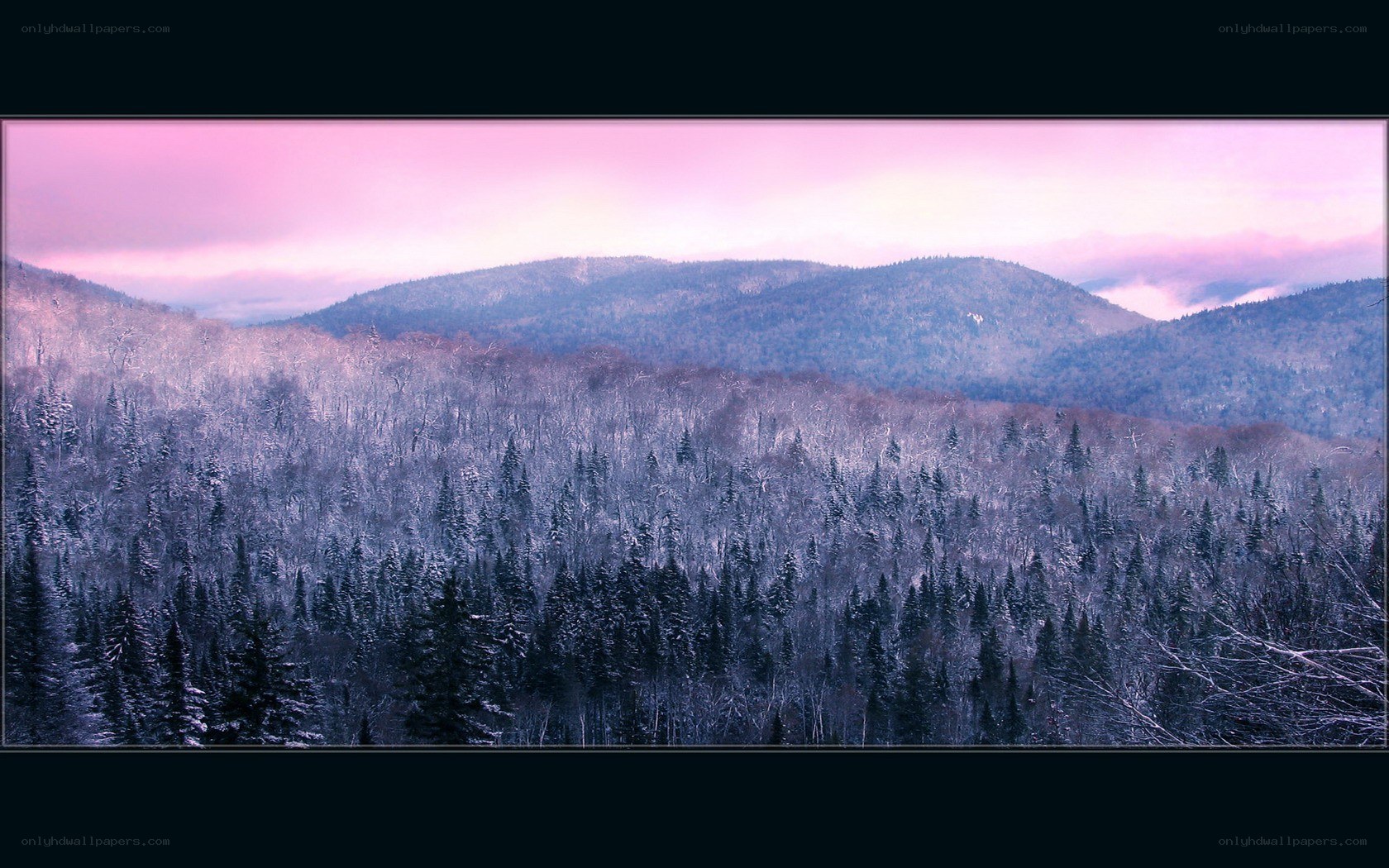 Snowy forest at dusk