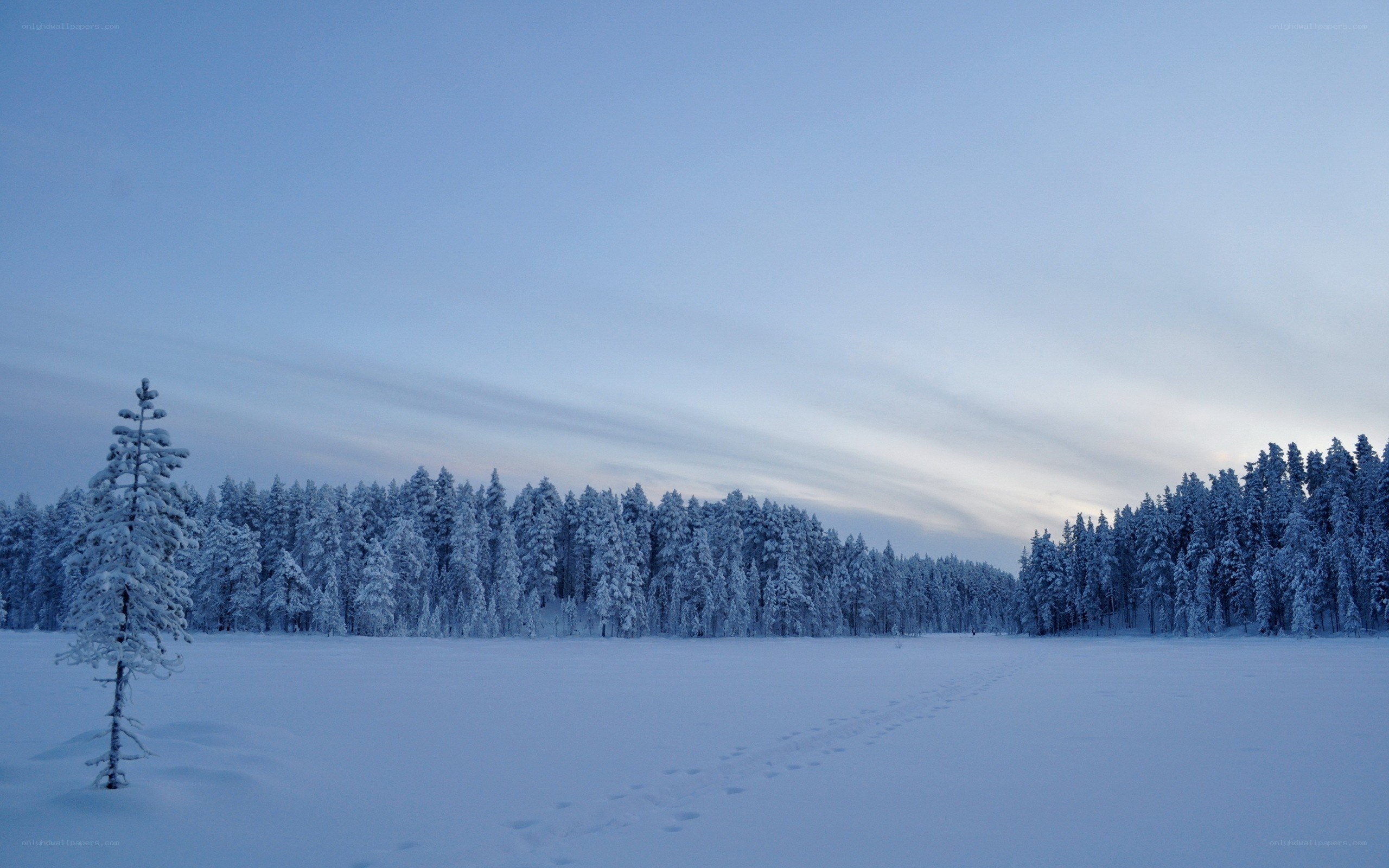 Snowy forest at dusk