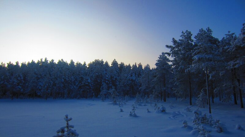 snowy forest at dusk