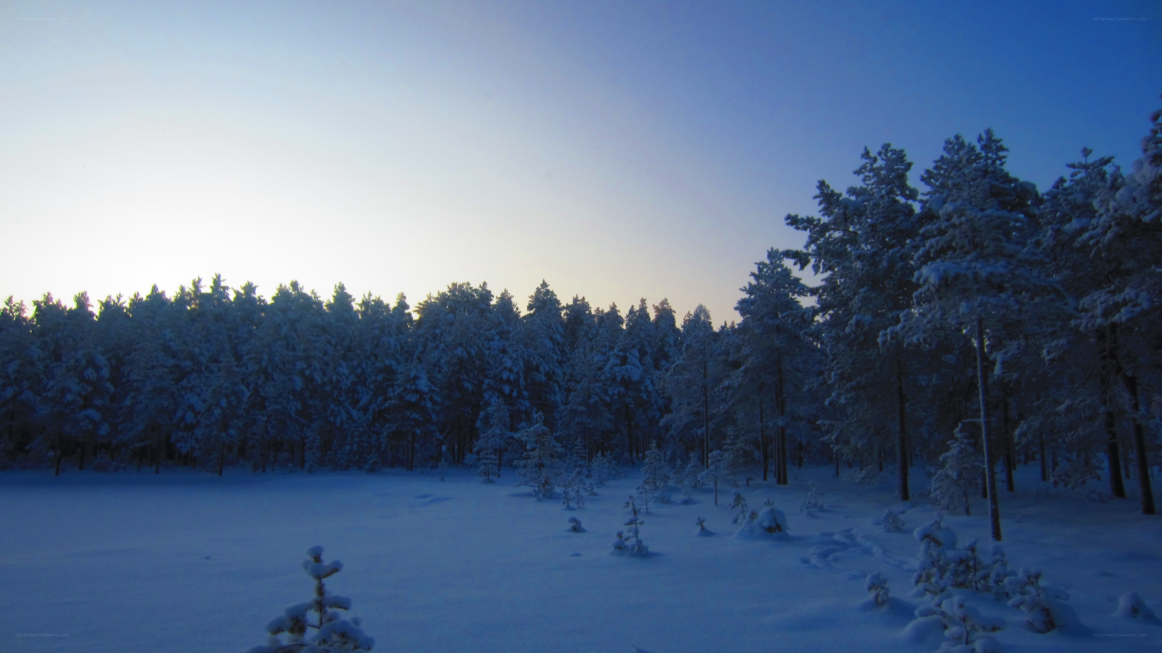 snowy forest at dusk