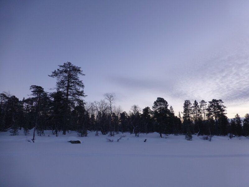 snowy forest at dusk