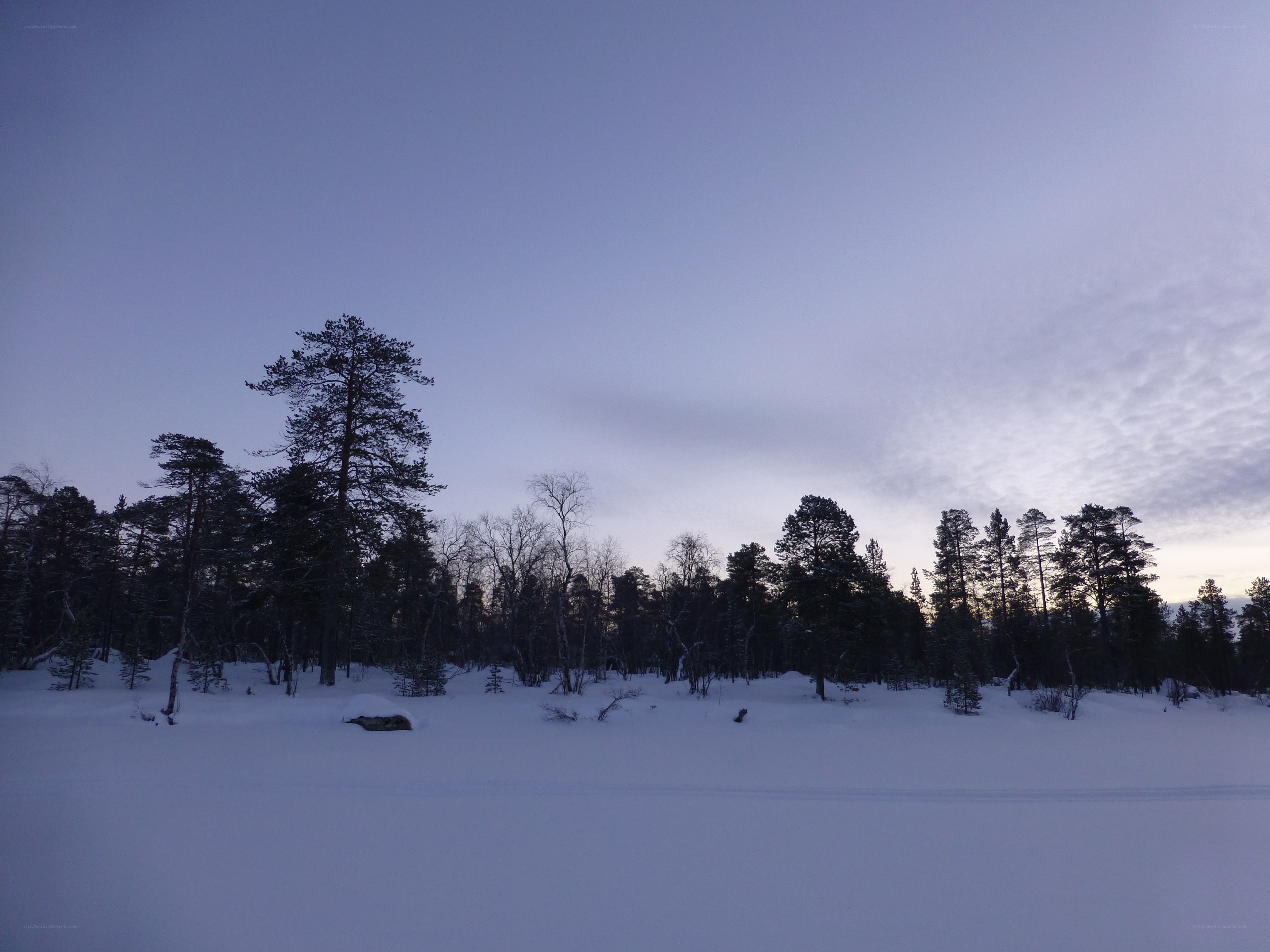 snowy forest at dusk