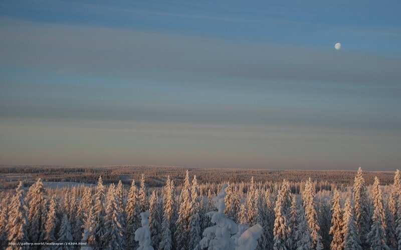 Snowy forest at dusk