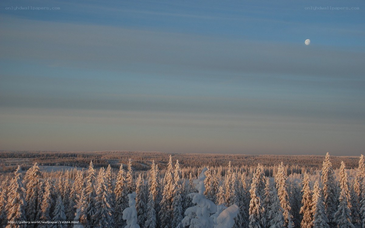 Snowy forest at dusk