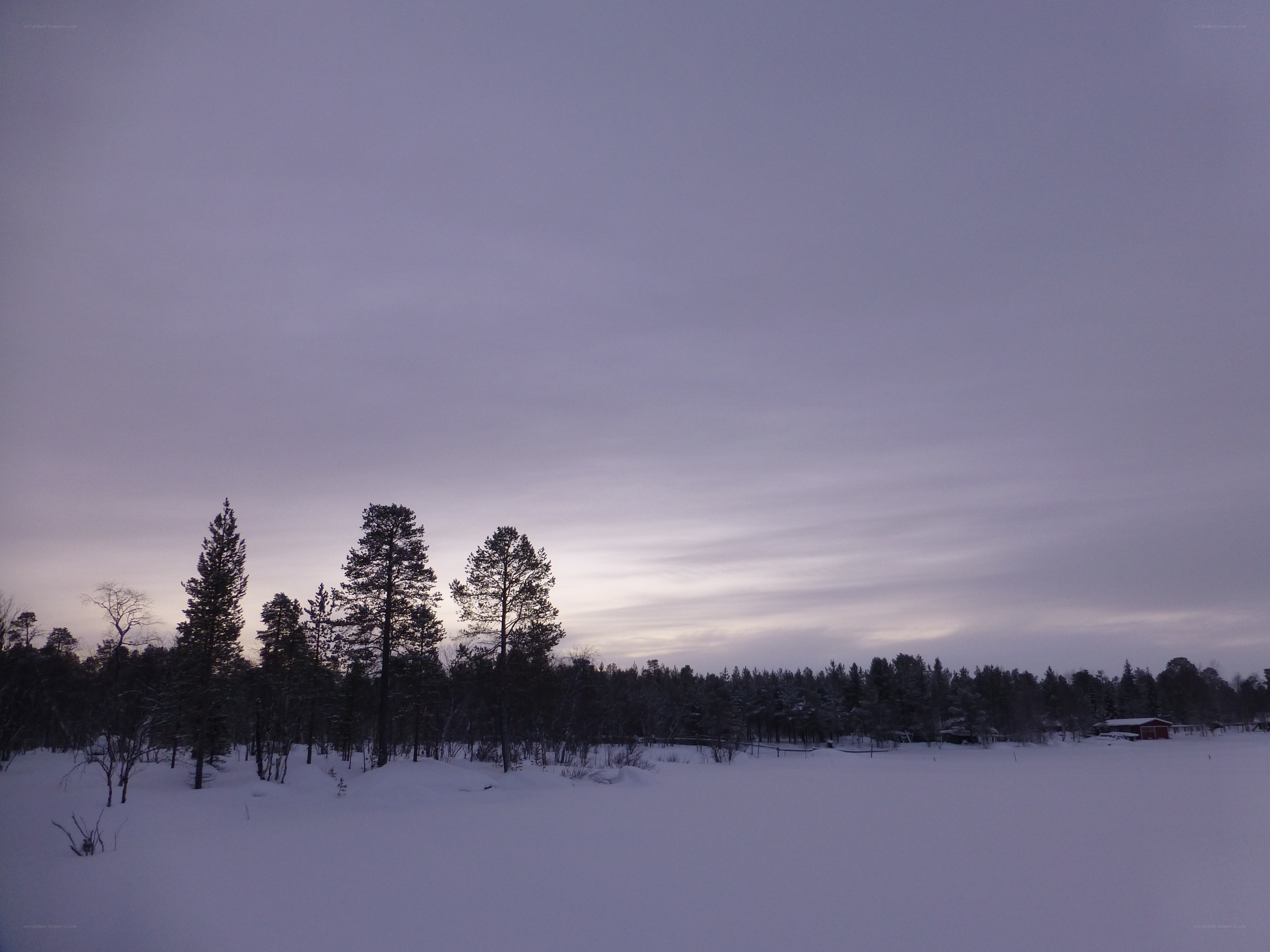 snowy forest at dusk