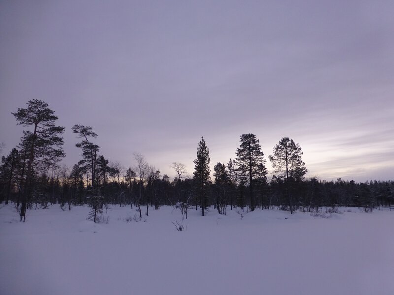 snowy forest at dusk