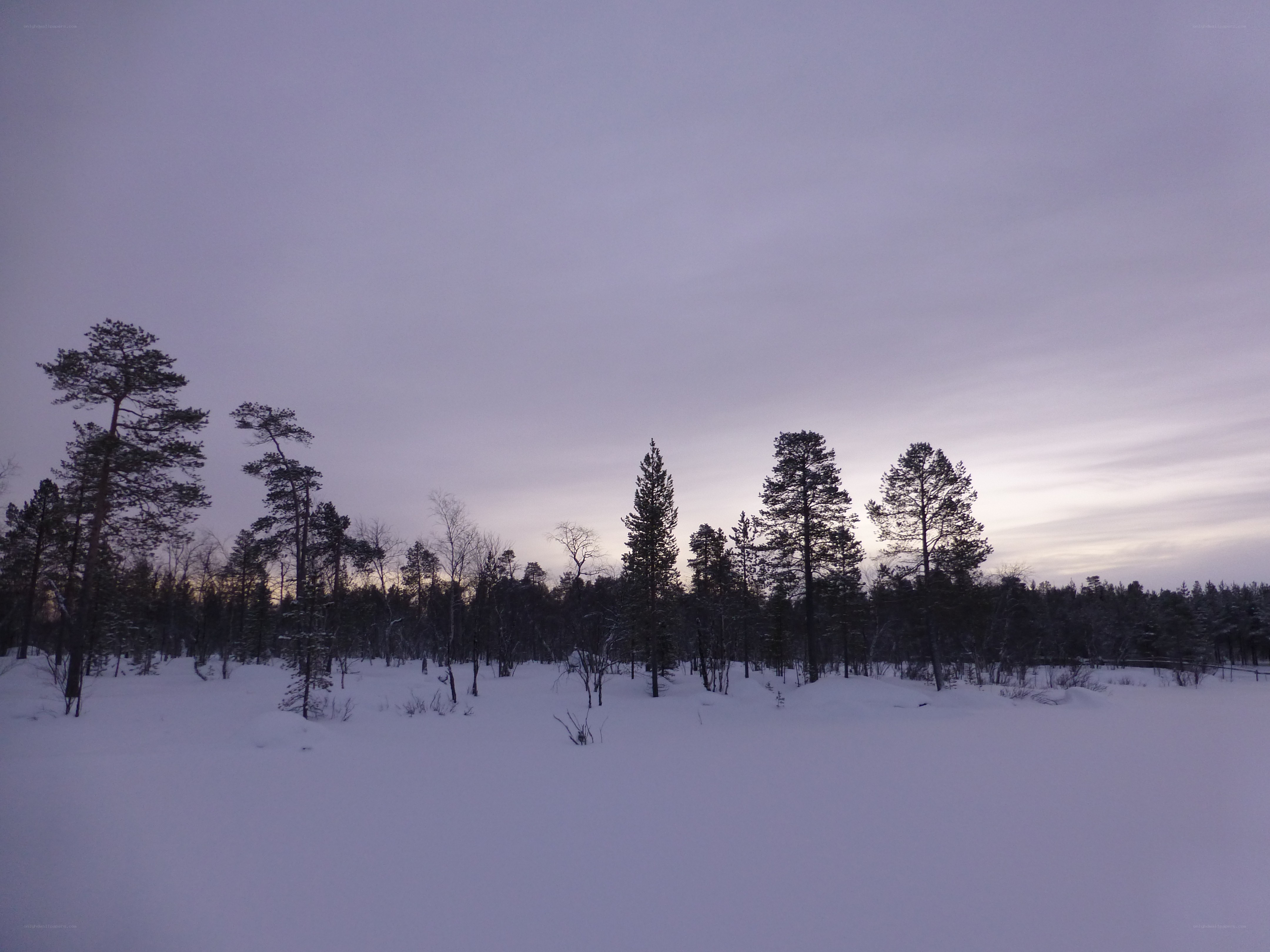 snowy forest at dusk
