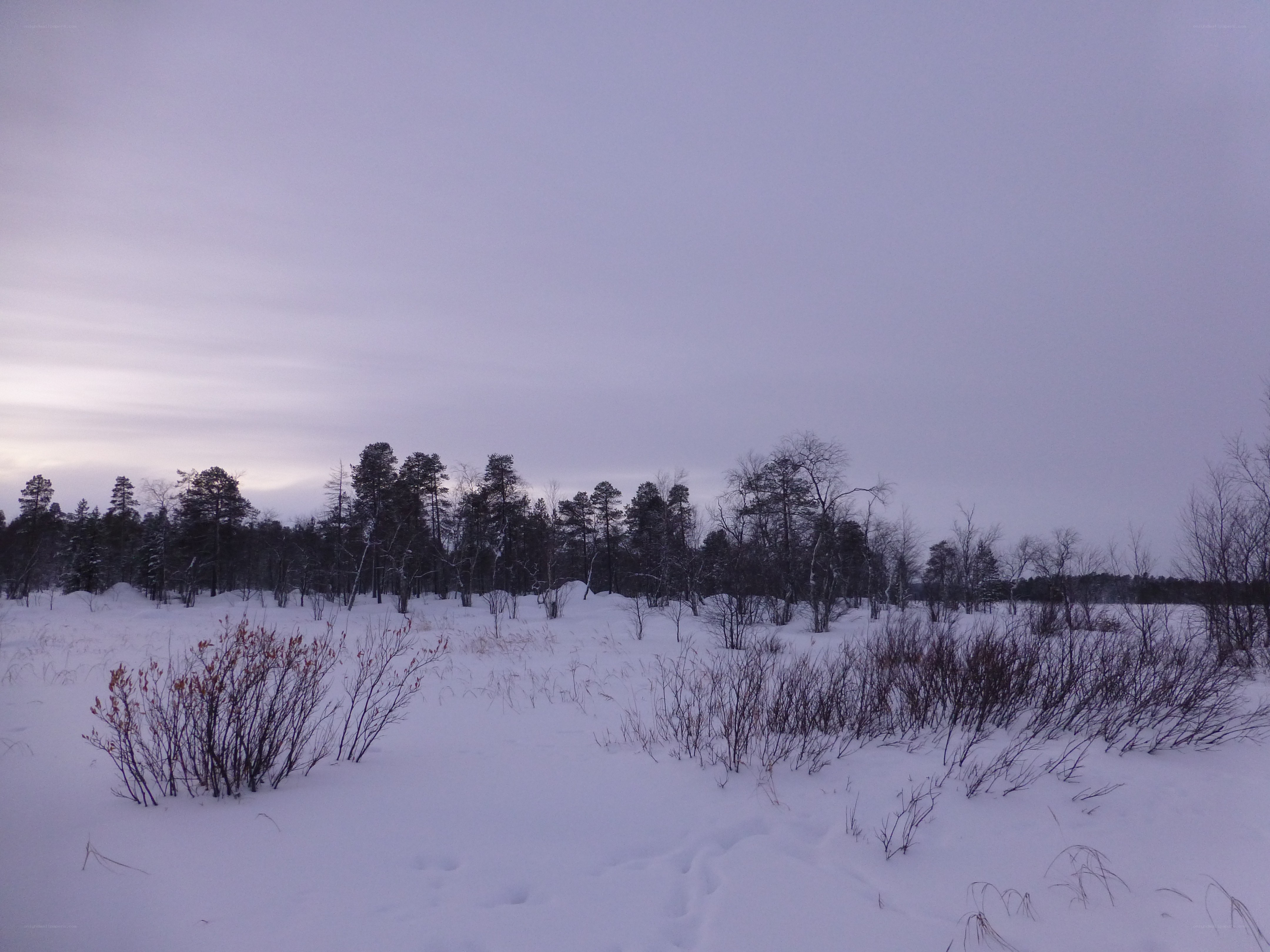 snowy forest at dusk