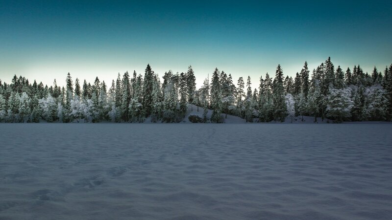 snowy forest at dusk
