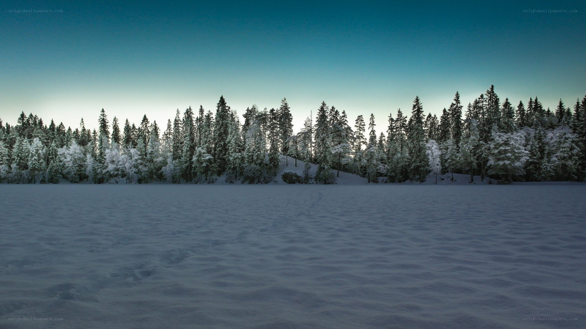 snowy forest at dusk