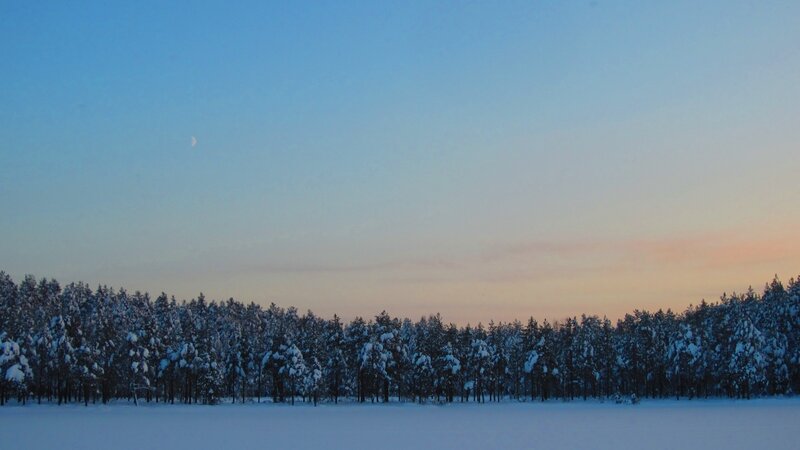 Snowy forest at dusk