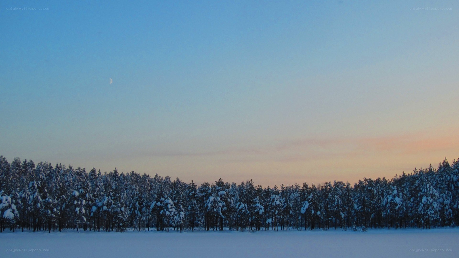 Snowy forest at dusk