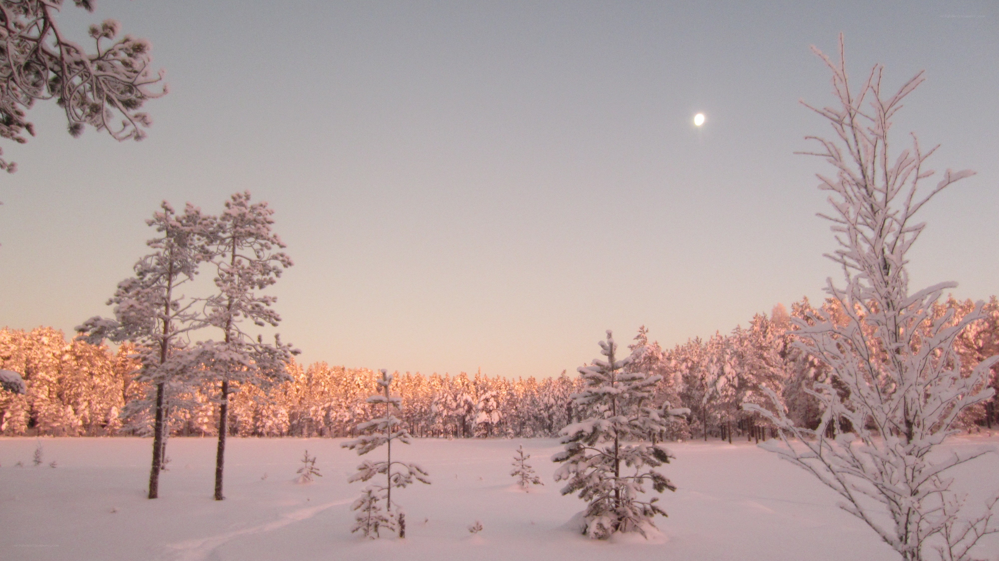 Snowy forest at dusk