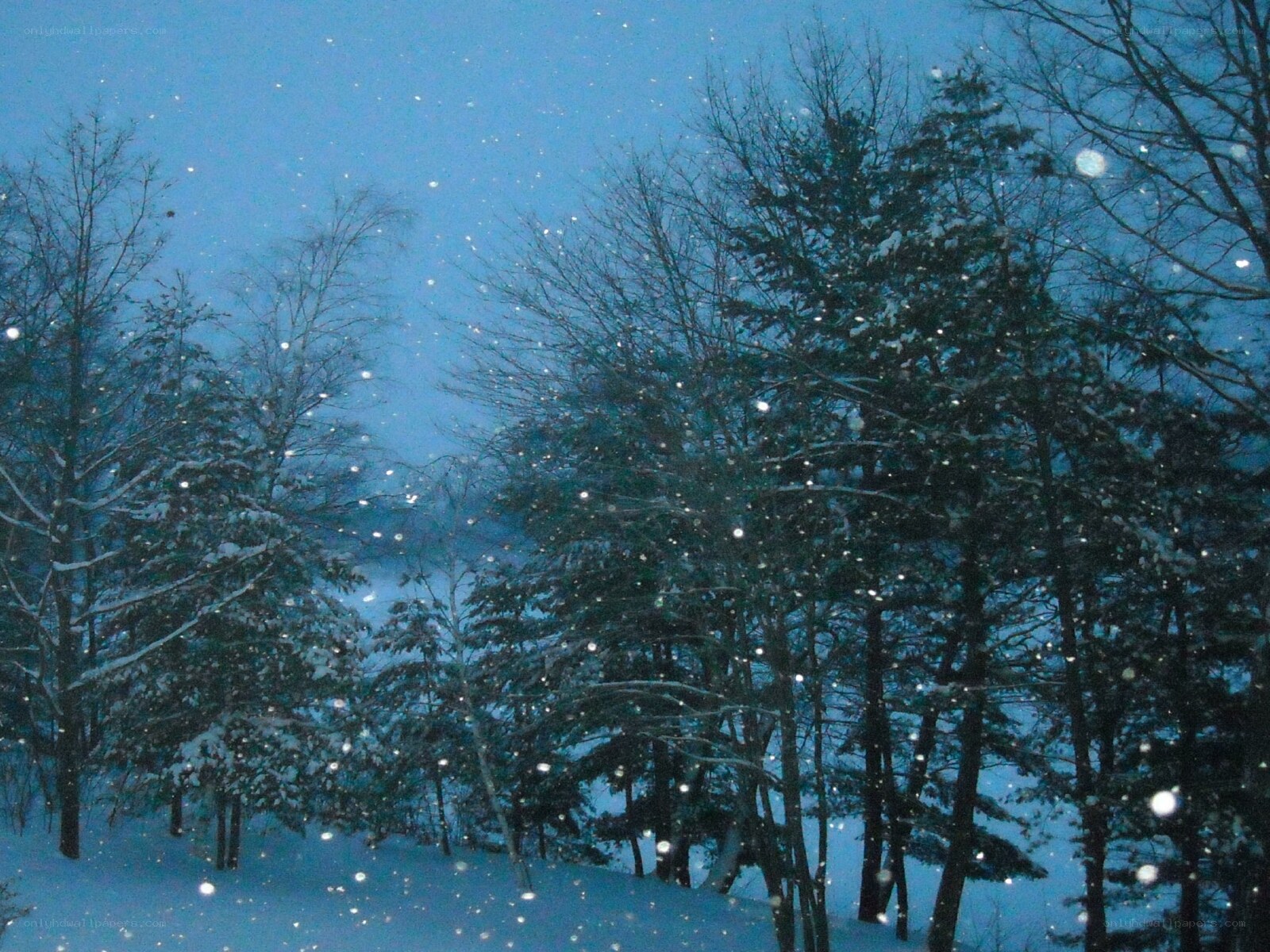 Snowy forest at dusk