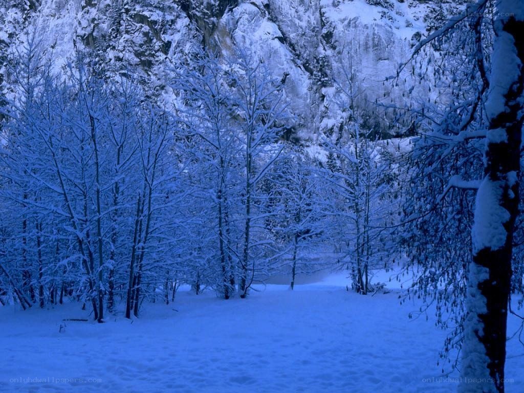 snowy forest at dusk