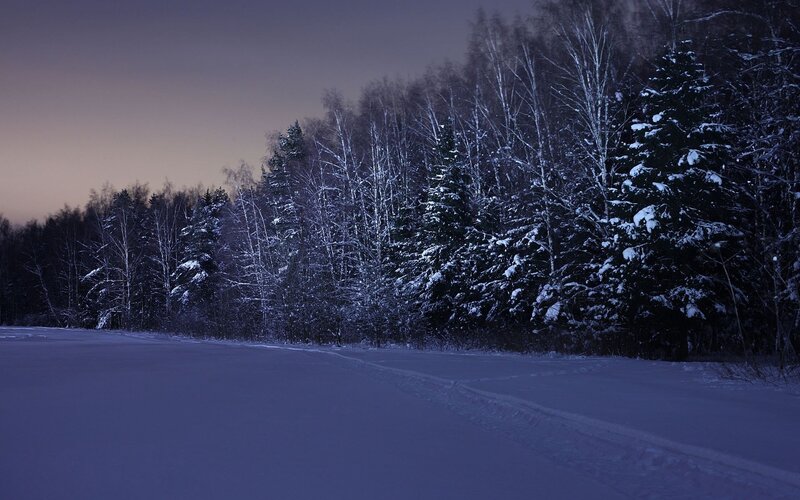 Snowy forest at dusk
