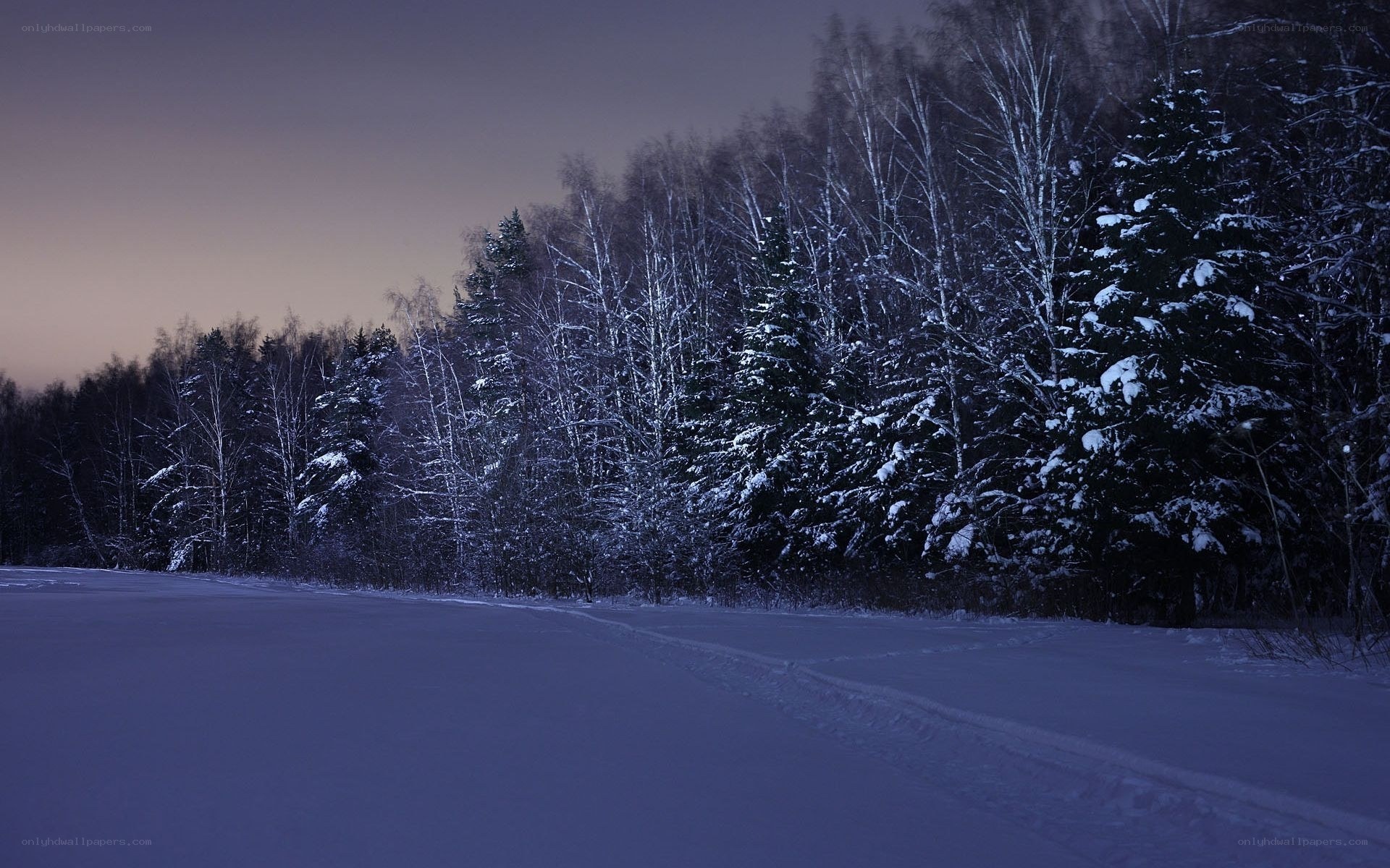 Snowy forest at dusk