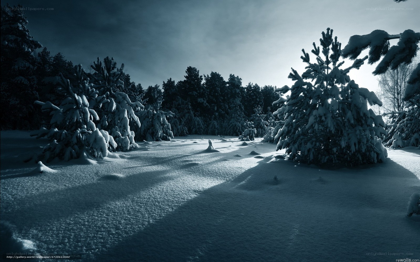 Snowy forest at dusk