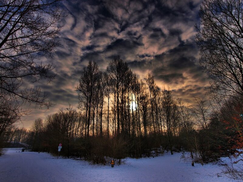 Snowy Forest at Dusk — Blue