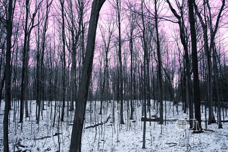 Snowy Forest at Dusk — Pink